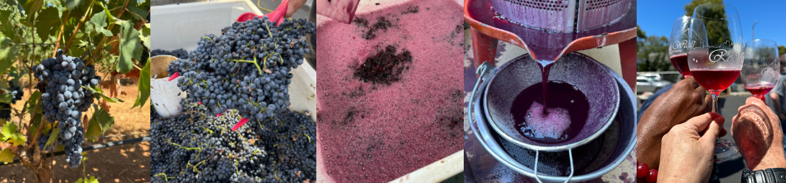 Fresh Wine Grapes